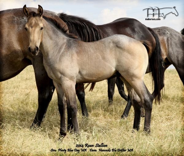 HANCOCKS BLU DRIFTER'S 2014 COLT